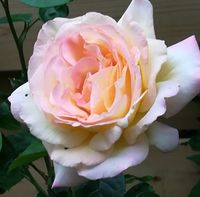 roze roos eigen tuin (3)